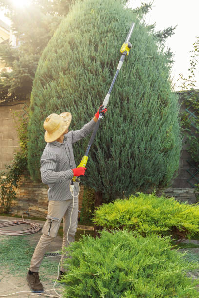 Tree and Shrub Care in Prices Fork, VA